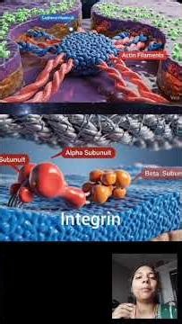 CAM molecules, Difference between Cadherin and Integrin