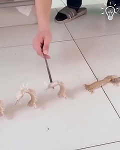 A little shrimp dance | SARL CNC Electric Algérie