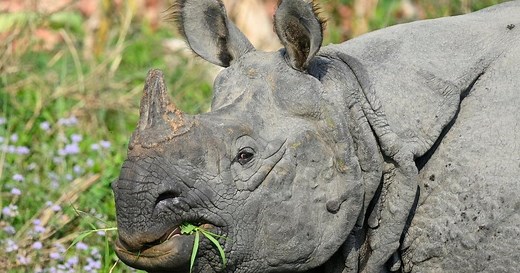 Greater One-Horned Rhino