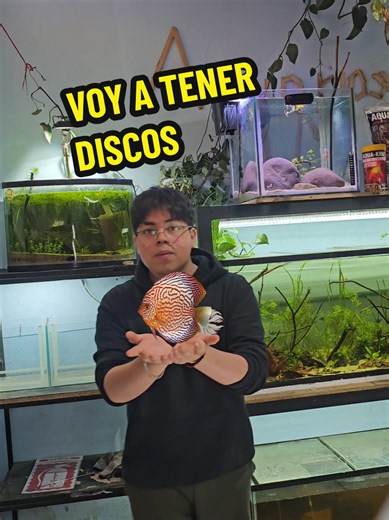 Peces disco en mi acuario @Dr. Disco #acuariosjm #peces #fish #acuariofilia #fishtok