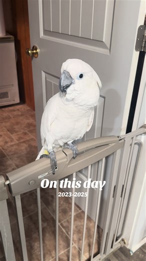 Buster the Parrot's Bedtime Routine and Cage Review
