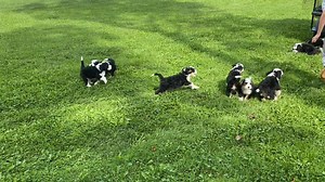 Complete Litter Of Tri-Color Mini-Bernedoodles