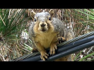 Alarm calls of Fox Squirrel