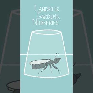 Landfills Gardens Nurseries [Animated Music Video]