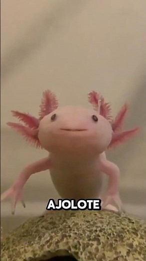 El animal que puede regenerar su cola, su corazón y su cerebro: ¡el ajolote!”