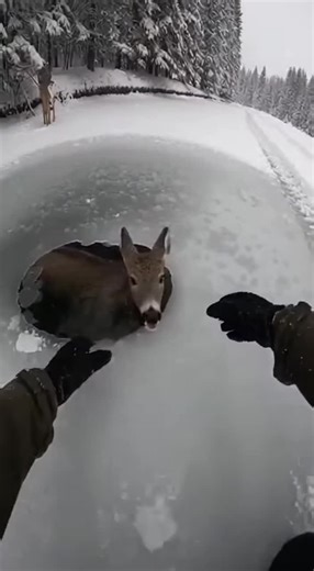 One Act of Humanity Saves Vulnerable Animals