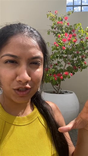 Priyanka Nankissoon on Instagram: "Showing you guys the real soldiers at work in the garden- the bees on this red powder puff plant. Also sharing some tips on how to propagate these plants! Enjoy ❤️🐝#trinidadandtobago🇹🇹 #garden #gardeninspo #gardening #gardenlove"