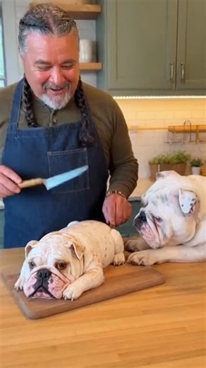 English Bulldog Gang on Instagram: "😂😂😂. ~ 🎥 👉 user095784178 Via TT ( All credit rights are reserved for the owners ) ~ 📨 Contact for Credit/removal @english_bulldog_gang (No copyright intended) ~ For more enjoyable contents follow us @english_bulldog_gang ~ #englishbulldogpuppies #englishbulldogofinstagram #englishbulldogcommunity #englishbulldogmomments #englishbulldoglove #englishbulldogofig #englishbulldog_feature #englishbulldog #englishbulldogpuppy #englishbulldogsofig #englishbulldo