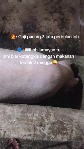 Diwan_Gea^@ (@diwan_gea)’s videos with DJ JANG BALIKAN REMIX DJ MALBAR BASSGANGGA TERBARU - Malbar OnTheBeat