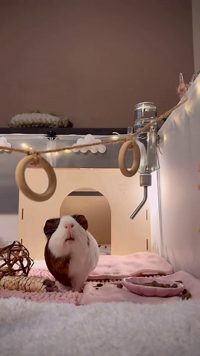 Adorable Guinea Pigs Create Hilarious ASMR Moments