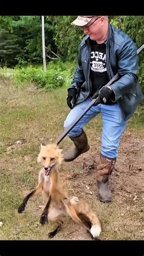 С помощью своих инструментов он поймал лису и осторожно поместил её в клетку #hunting #chass #fox