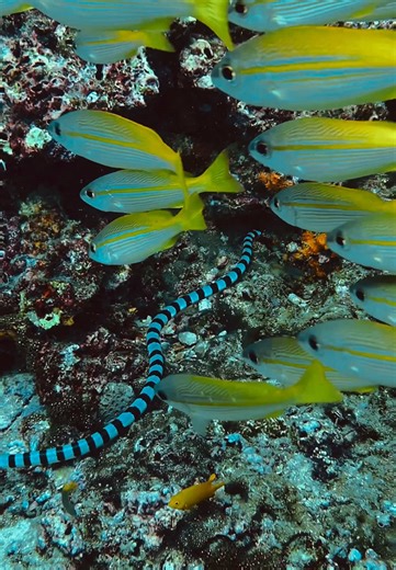 kukku7seakrait บน TikTok