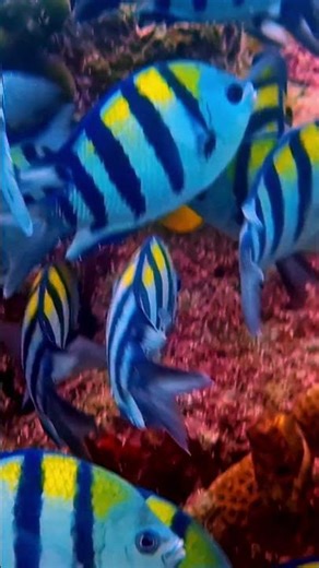 Lost in the Ocean #underwater