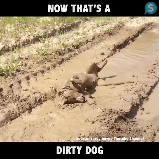 692K views · 669 reactions | Now that's a dirty dog! | Animal Channel | Facebook