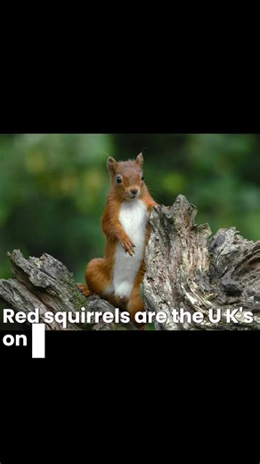 Exploring Red Squirrels in Northeast England