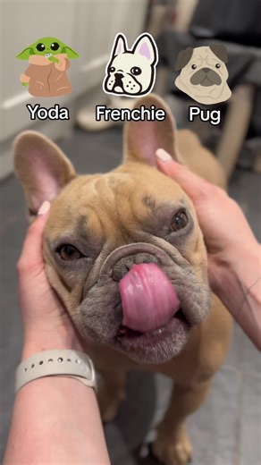 TJ The Frenchie on TikTok