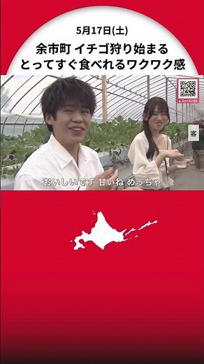 [Bright red strawberries] "They're delicious. They're so sweet!" Strawberry picking has begun in ...