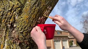 44K views · 365 reactions | Tip to identify gypsy moths: Egg masses are usually oval in shape & light brown to tan in colour. They can be found on the trunk of the tree, underside of tree branches, firewood piles, leaf litter & on the sides of buildings. Remove egg masses with a spatula or plastic paint scraper & be careful not to harm the tree. Soak in soapy water before bagging & disposing of them. Learn more: markham.ca/trees #greenMarkham | City of Markham | Facebook