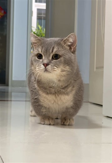 Adorable Munchkin Cat Moments