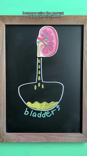 383K views · 3.7K reactions | Kidney & Nephron Patho Overview...