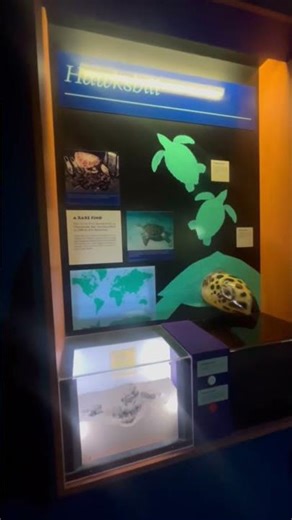 Inside the Virginia Aquarium 🐠 | Virginia Beach Aquarium Tour