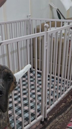 362K views · 4.6K reactions | PART..3 How to tape cropped ears in greatdane.... Repeat as done one first ear Add bridge especially for one month Then only if needed | Barkandi Danes | Facebook