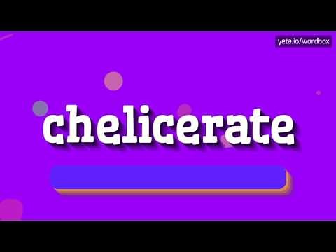 CHELICERATE - HOW TO PRONOUNCE IT!?