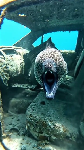 Giant Moray Eel Lunges from Sunken Car – Terrifying Underwater Jump Scare! 😱"