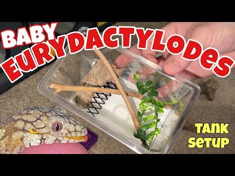 BABY CHAMELEON GECKO tank setup!! (Eurydactylodes)