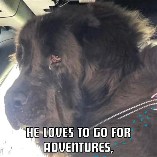 Storm Interviews Are Starting Soon! Storm is a 5-year-old grey Newfoundland lover-boy located in Washington State. What’s not to love about this handsome guy? He gets along with dogs of all sizes, cats, kids and of course his humans! Hurry up and get your application in for this once-in-a-lifetime Newf! https://www.wagtopia.com/search/pet?id=2462854&name=Storm | National Newfoundland Rescue