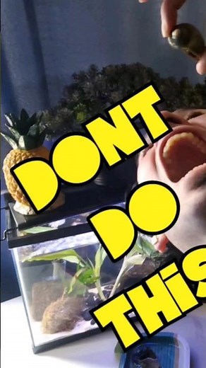 Fun Fact About Mystery Snails: Did You Know You Could Feed Mystery Snails Outside Your Aquarium?