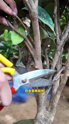 Master the Art of Camellia Pruning: Easy Tips for Flower Power