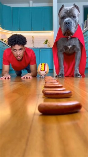 Cachorro herói ou vilão? 😂🐶🌭 #HotDogChaos #PuppyFails #Diversão
