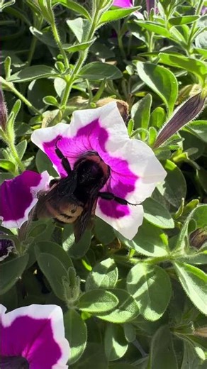 You know it’s springtime when the bees arrive. 🌸🐝