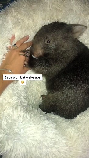 Adorable Baby Wombat Compilation | Cutest Animals Ever!