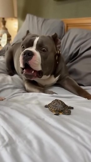 Chihuahua Brings an Anapsid to Massively Disturb the Sleeping American Bully. 🦮😂🙏 #dog #dogsfunny #puppydogultra #ai #bulldog #chihuahua | Puppy Dog Ultra