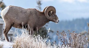 You Can Take a 'Virtual Official Measuring Course' Online from Safari Club International