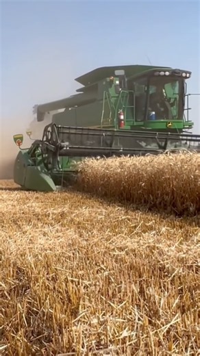 Fastest Wheat Harvesting! 🚜🌾 #shorts