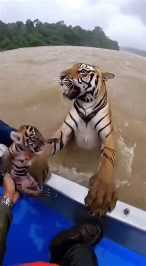 Man Rescues Baby Tiger Swept Away by Flood 🌊🐯 #viralvideo #wildliferescue #animalrescue