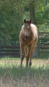 💙 Big, Handsome Buckskin El Futuro Colt OTE El Comienzo (El Futuro x Golden Girl- Heza Mighty Fine Lee) AQHA/APHA/ABRA/PHBA/PtHA Eligible 🤤 Feb 18th 2025 Buckskin Colt Nominated for WCHA & Big Money Eligible for a lot more! 📍Located in Conroe, TX 💲Asking upper 4 figures We would be happy to continue hos training and prep him for the fall Futurities https://holmanhalterhorses.weebly.com/ @officialaqha @officialapha @protektproducts @100xequine @show_off_designs @shortyscaboyhattery @southtexa