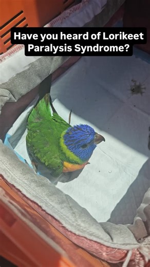 **🦜 Lorikeet Paralysis Syndrome – What You Need to Know** Lorikeet Paralysis Syndrome (LPS) is a serious condition currently affecting rainbow lorikeets and other nectar-feeding parrots in parts of Australia. It causes sudden weakness and paralysis, most often in the legs, leaving birds unable to perch, climb, or fly. **Signs to watch for:** • Inability to grip or stand • Dragging or paralysis of the legs • Falling from perches or found on the ground • Bright, alert eyes but unable to move prop