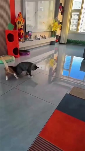 Dua Kucing Core Part 2 #cutecat #cat #core