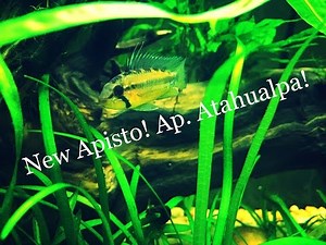 New Apistos: Apistogramma Atahualpa