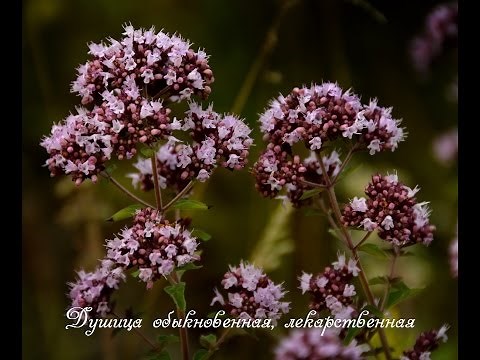 Душица обыкновенная, необыкновенное растение! Лекарственные свойства