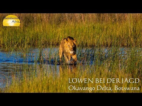 Duba Plains Camp, Löwen Jagd, Okavango Delta, Botswana - © Abendsonne Afrika