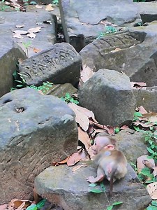 11K views · 149 reactions | Strange natural Behavior of Mom Luan do to Lynx ! #lynx #fblifestyle #babymonkey #wiildlife | Happy Baby Monkey | Facebook