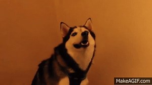 Husky Sneeze Explosion on Make a GIF