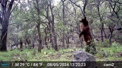 Bear Scratches Its Back on Tree