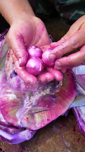 Giant purple clams breed high-quality purple pearls #Pearl #pearls #Pearlhunter | Village flower