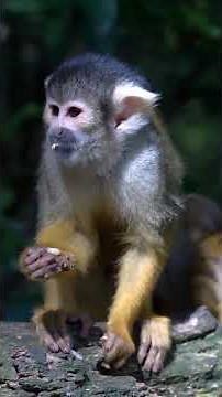SQUIRREL MONKEY - The Primate Built for Chaos